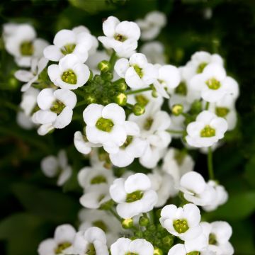 Lobularia maritima Giga White - Alisso marittimo