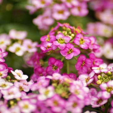 Lobularia maritima procumbens Rosie'O'Day - Alisso marittimo