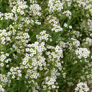 Lobularia maritima Snowcloth - Alisso marittimo