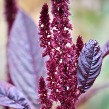 Amaranto Velvet Curtains - Amaranthus