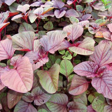 Amaranthus blitum Rouge - Amaranto commestibile