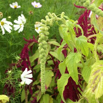 Amaranto Pony Tails Mixed - Amaranthus