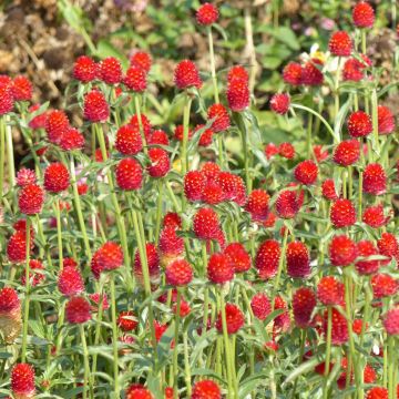 Gomphrena haageana Strawberry Fields - Amarantino