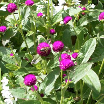 Gomphrena globosa Purple (semi) - Amarantino perpetuino