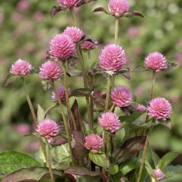 Gomphrena globosa Salmon Pastel (semi) - Amarantino perpetuino