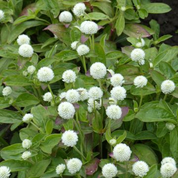 Gomphrena globosa White (semi) - Amarantino perpetuino