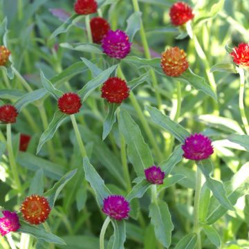 Gomphrena globosa QIS Mix (semi) - Amarantino perpetuino