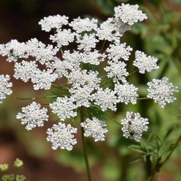 Ammi majus Queen of Africa - Visnaga maggiore