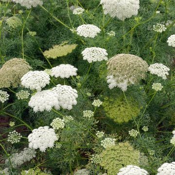 Ammi visnaga - Visnaga