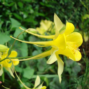 Aquilegia chrysantha Yellow Queen (Semi)