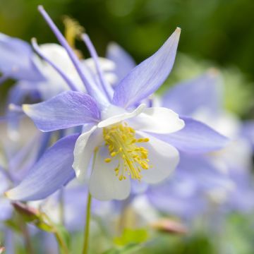 Aquilegia caerulea