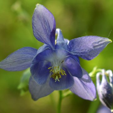 Aquilegia vulgaris (semi)