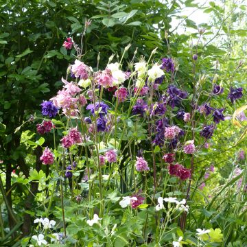 Aquilegia vulgaris Plena Granny’s Bonnets