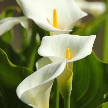 Zantedeschia aethiopica (semi) - Calla