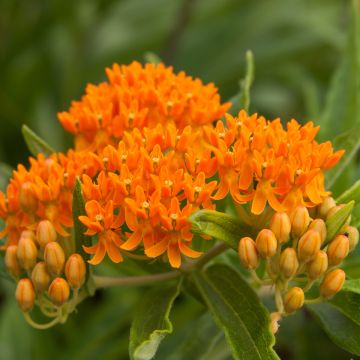 Asclepias tuberosa (semi)