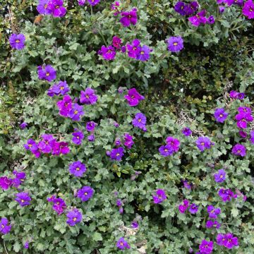 Aubrieta Purple Cascade F1 - Aubrezia