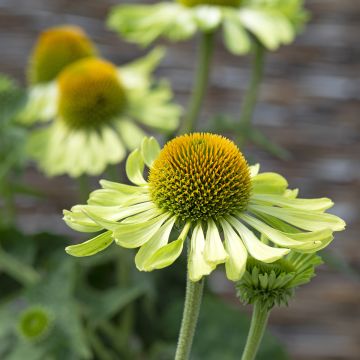 Echinacea purpurea Alan's Pride