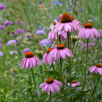 Echinacea purpurea (semi)