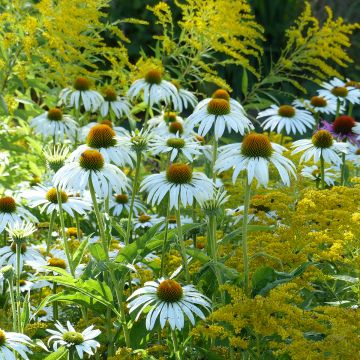 Echinacea purpurea White Swan