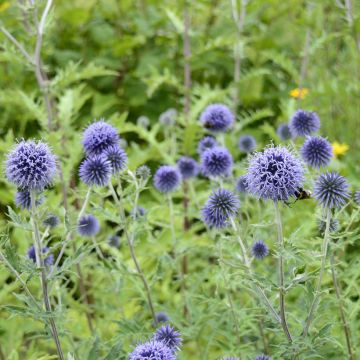 Echinops ritro (semi) - Cardo-pallottola coccodrillo