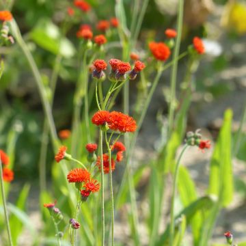 Emilia coccinea Scarlet Magic