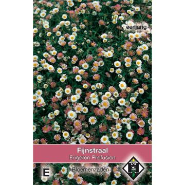 Erigeron karvinskianus Profusion - Cespica karvinskiana