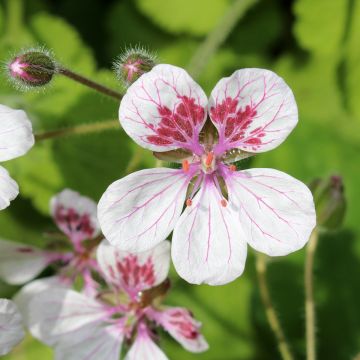 Erodium pelargoniiflorum Sweetheart