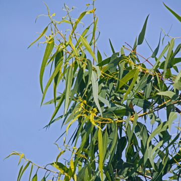 Corymbia citriodora Lemon Bush - Eucalipto citrato