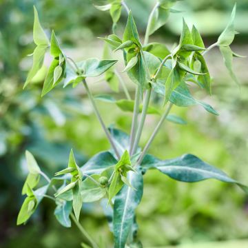 Euphorbia lathyris - Euforbia catapuzia (semi)