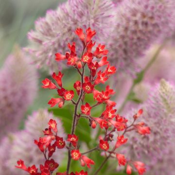 Heuchera sanguinea Vivid  (semi)