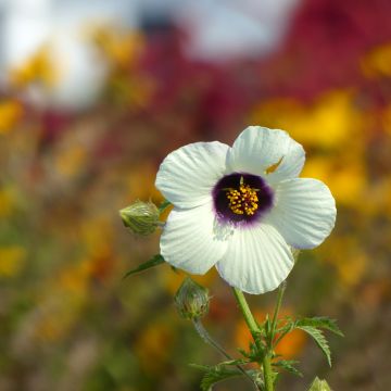 Hibiscus trionum (semi) - Ibisco vescicoso