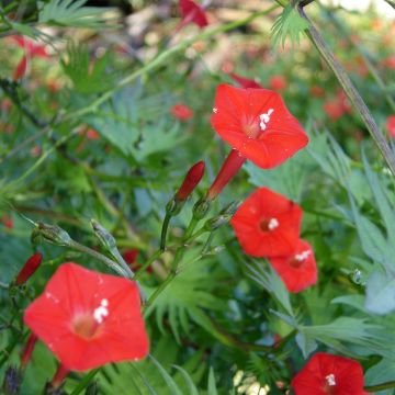 Ipomoea Cardinal Climber