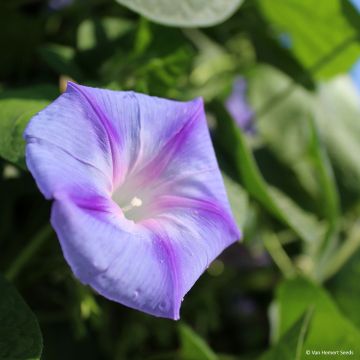 Ipomoea purpurea Dacapo Light Blue - Campanella turchina