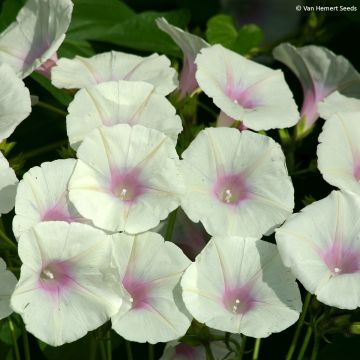 Ipomoea purpurea Dolce Vita - Campanella turchina