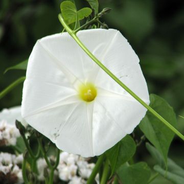 Ipomoea alba - Ipomea bianca