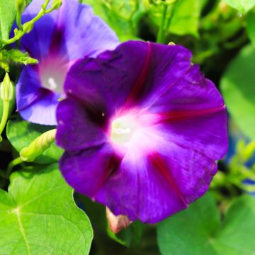 Ipomoea purpurea Grandpa Ott - Campanella turchina