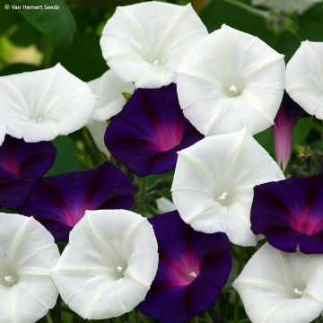 Ipomoea purpurea Shadow Dance - Campanella turchina