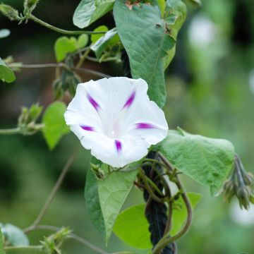 Ipomoea purpurea Shiva - Campanella turchina