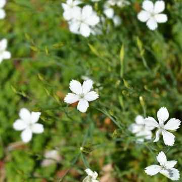 Dianthus deltoides albus - Garofanino minore