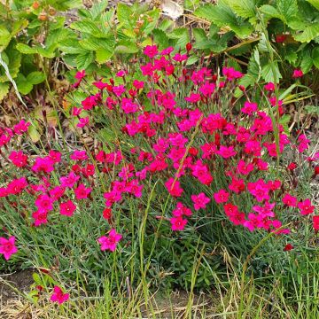 Dianthus deltoides Brilliant - Garofanino minore