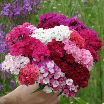 Dianthus barbatus Etournelle Formula Mix - Garofano dei poeti