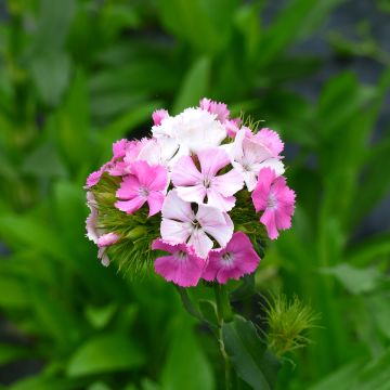 Dianthus barbatus Flora Pearl Appleblossom - Garofano dei poeti