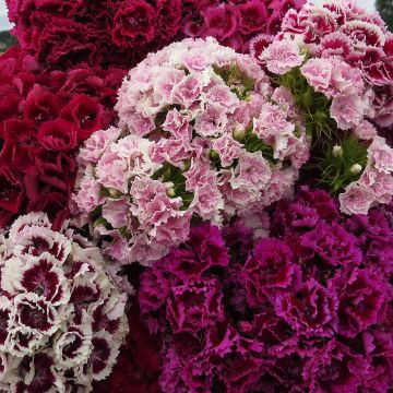 Dianthus barbatus Robustus Extra Mix - Garofano dei poeti