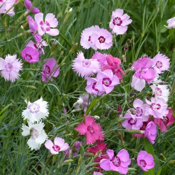 Dianthus plumarius Ipswich Pinks Mixed - Garofano strisciante