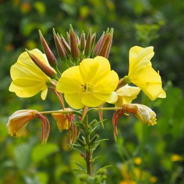 Oenothera biennis - Enagra comune