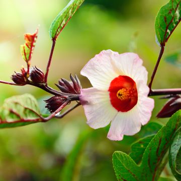 Hibiscus sabdariffa - Karkadè