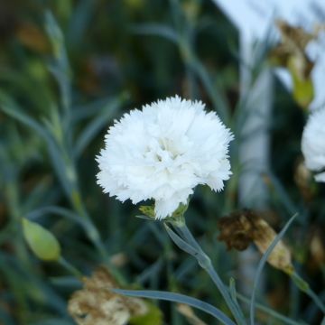 Dianthus caryophyllus Jeanne Dionis - Garofano comune