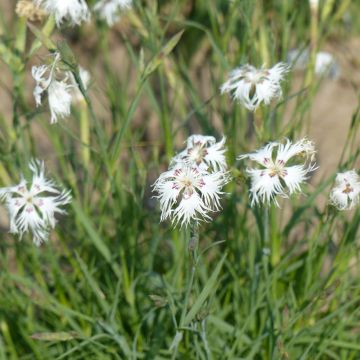 Dianthus arenarius (semi) - Garofano delle sabbie