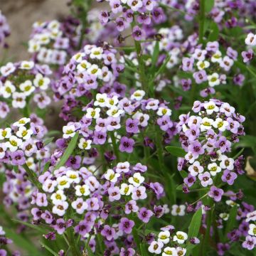 Lobularia maritima Royal Carpet - Alisso marittimo