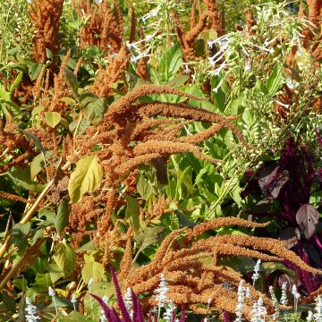 Amaranto Hot Biscuits - Amaranthus